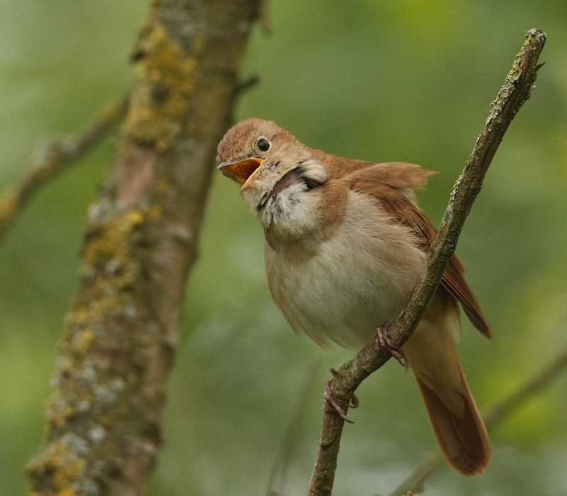 Luscinia megarhynchos Rufous Nightingale Nachtegaal